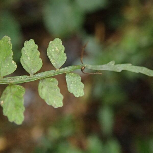 Asplenium barteri Blatt