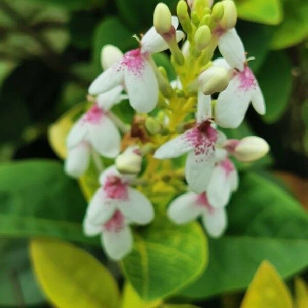 Pseuderanthemum carruthersii Blomst