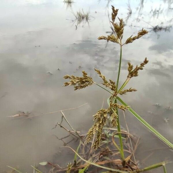 Cyperus iria Квітка