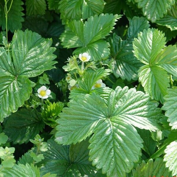 Fragaria viridis 葉