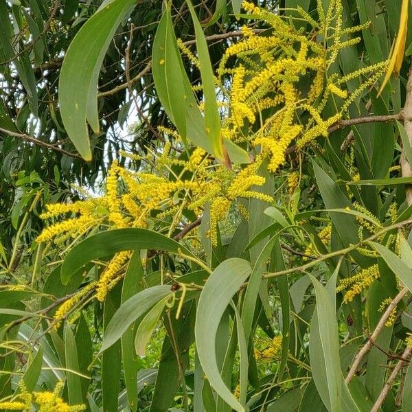 Acacia auriculiformis Blomst