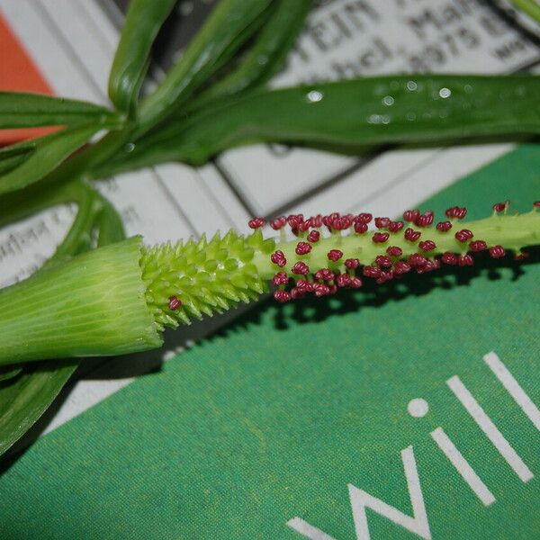 Arisaema tortuosum অভ্যাস