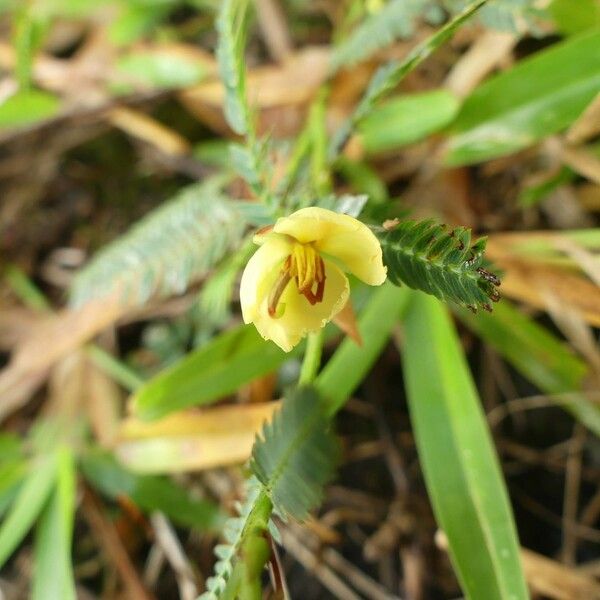 Chamaecrista nictitans Λουλούδι