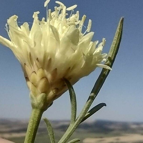 Cephalaria laevigata Flower