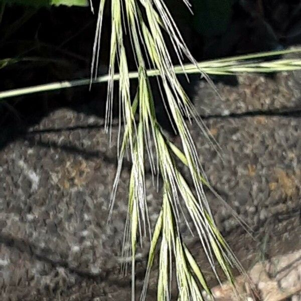 Bromus diandrus 花