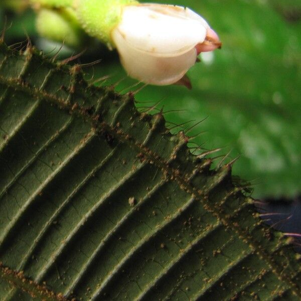 Miconia desmantha