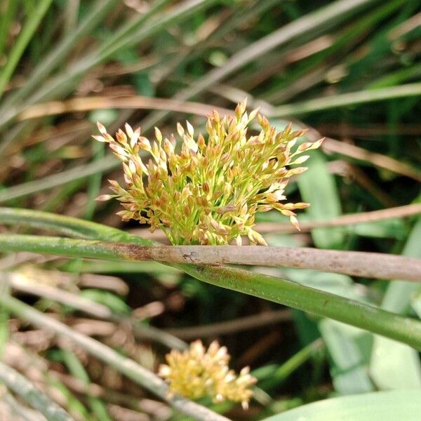 Juncus effusus Kwiat