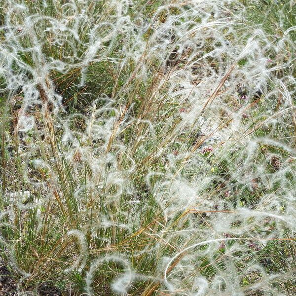 Stipa pennata Kukka