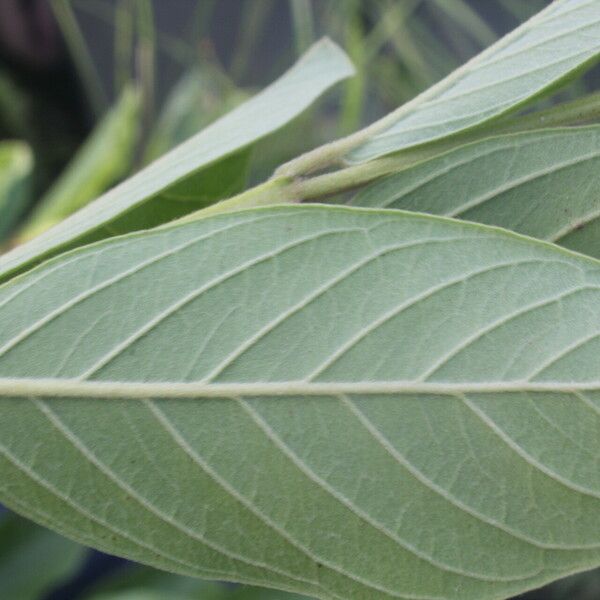 Psidium guineense Leaf