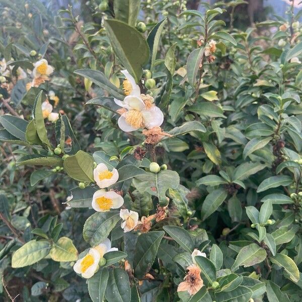 Camellia sinensis Leaf