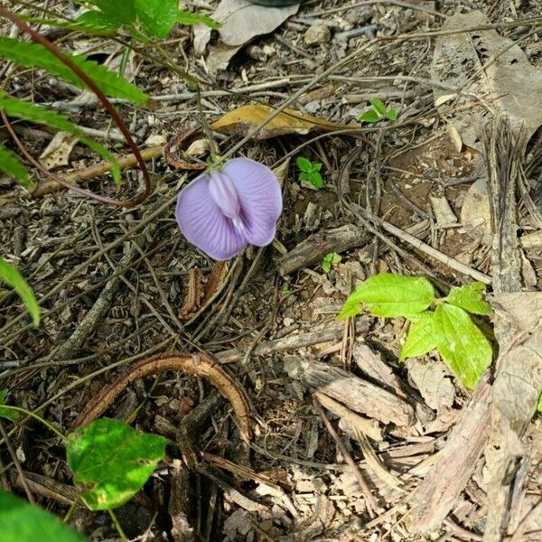 Centrosema virginianum Flor