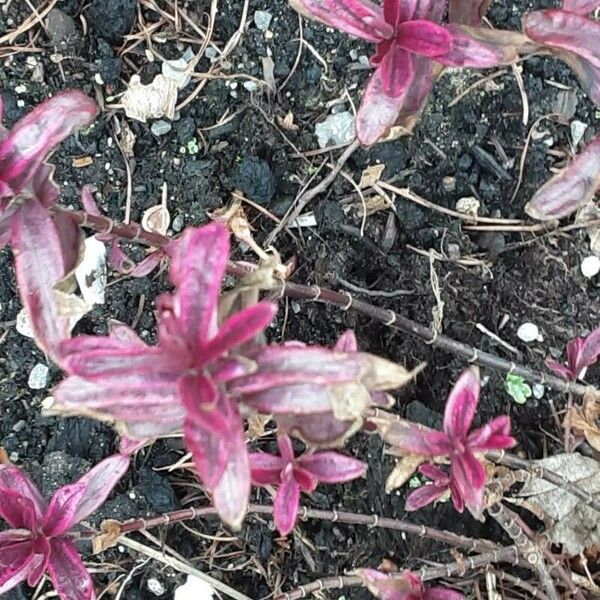 Alternanthera sessilis Folha