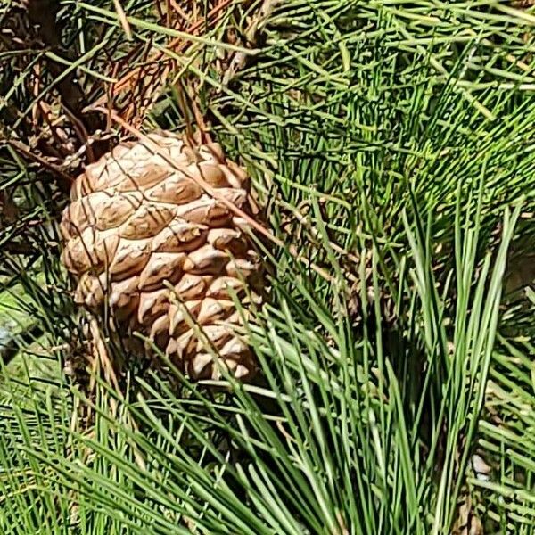 Pinus radiata फल