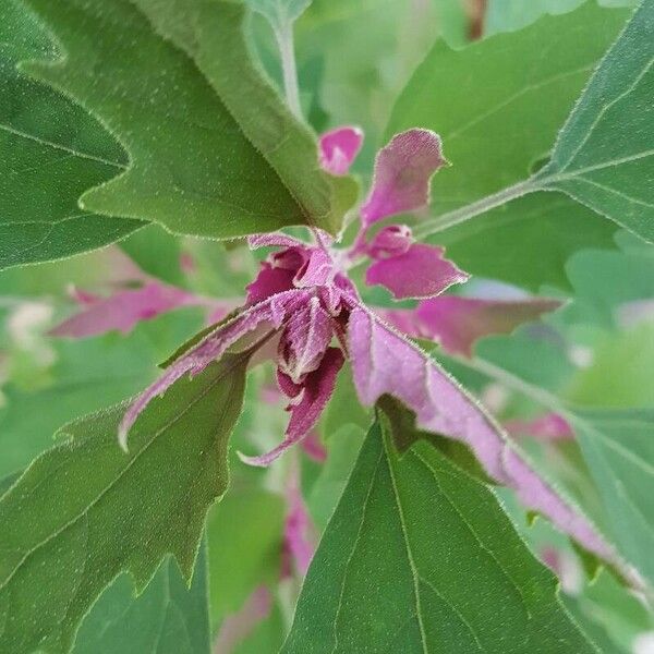 Chenopodium giganteum Outro