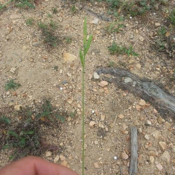 Brachypodium distachyon Blomma