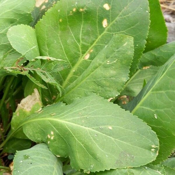 Lepidium latifolium Folha