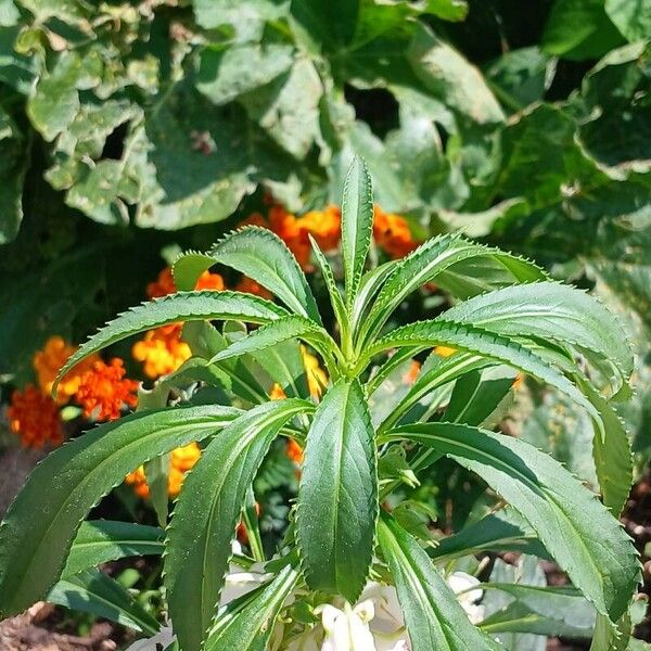 Impatiens balsamina Folha