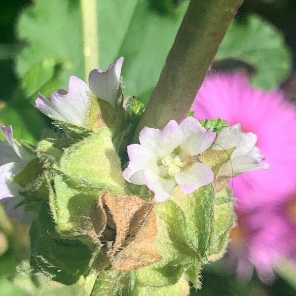 Malva verticillata Floare