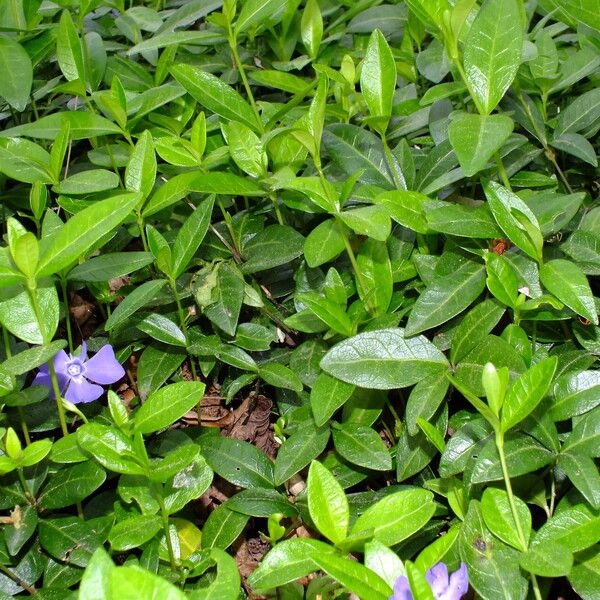 Vinca minor Blatt