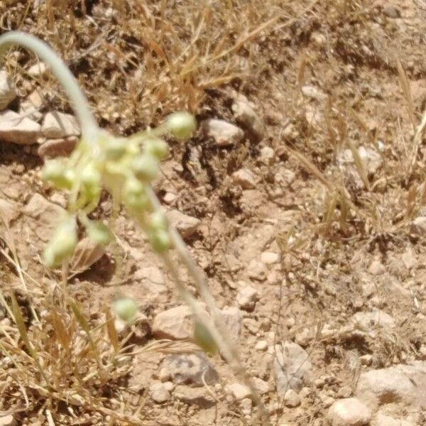 Allium paniculatum Кветка