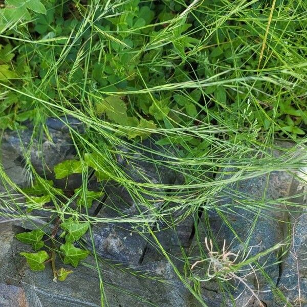 Festuca bromoides Lehti