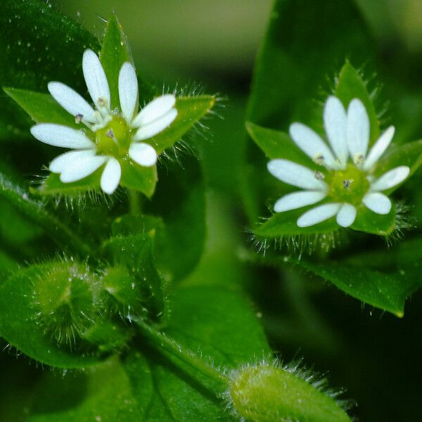 Stellaria media Blüte