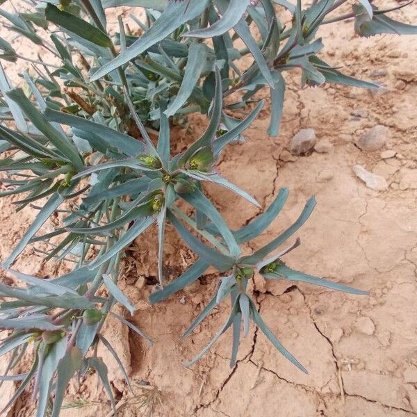 Euphorbia retusa Цвят