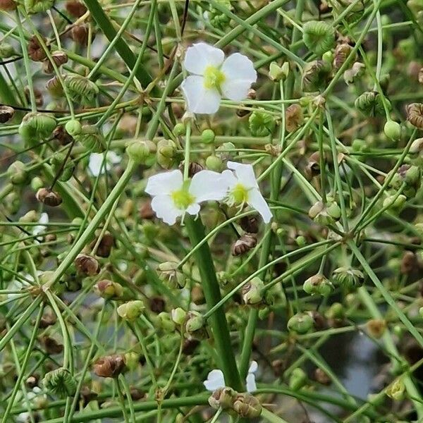 Alisma plantago-aquatica Çiçek
