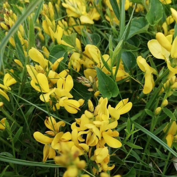 Genista tinctoria 花