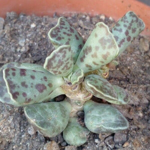 Adromischus cooperi 葉