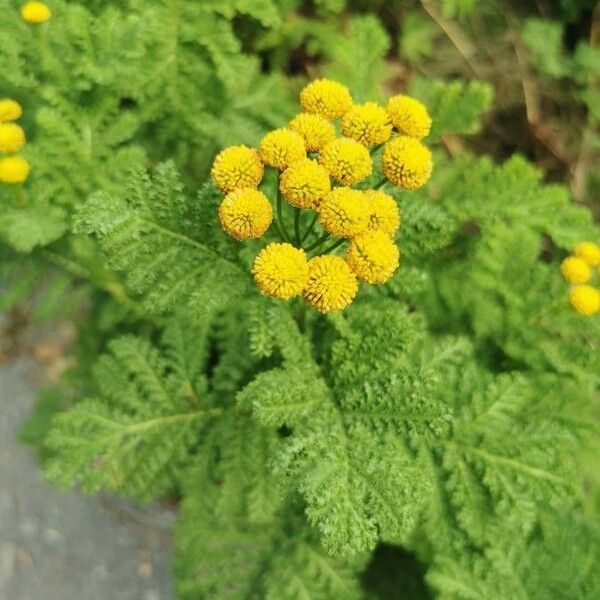 Tanacetum bipinnatum Blüte