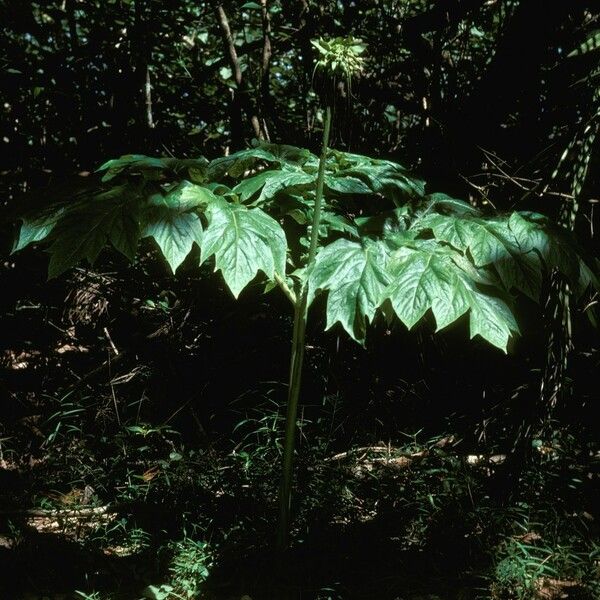 Tacca leontopetaloides Habitus