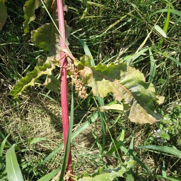 Rumex longifolius Лист