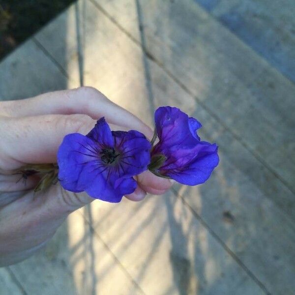 Geranium erianthum फूल