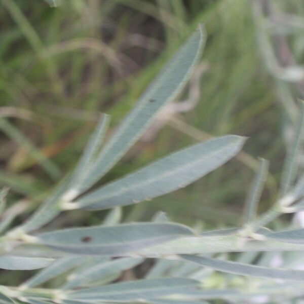 Indigofera lespedezioides Leaf