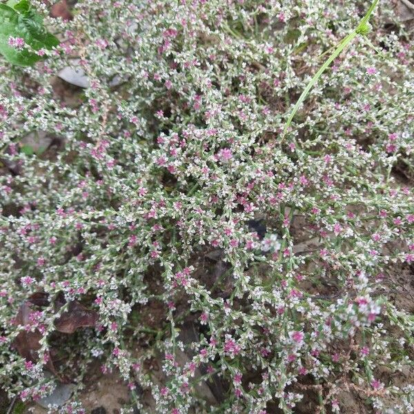 Polygonum plebeium Vekstform