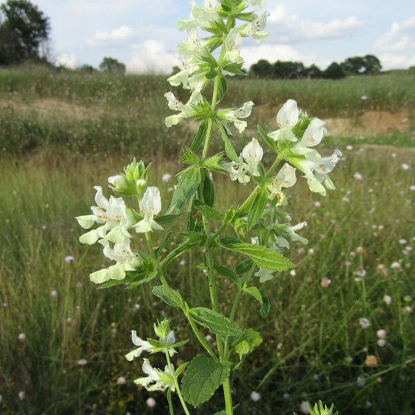 Stachys annua Flower