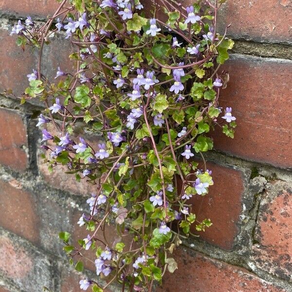 Cymbalaria muralis Кветка