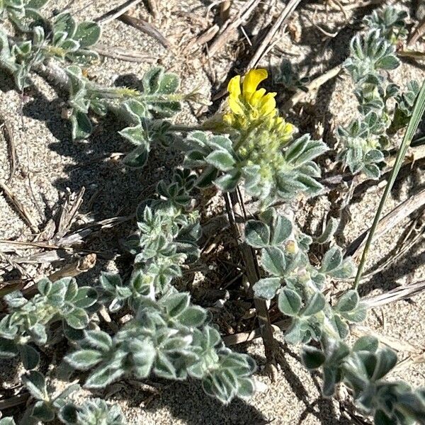 Medicago marina Vivejo