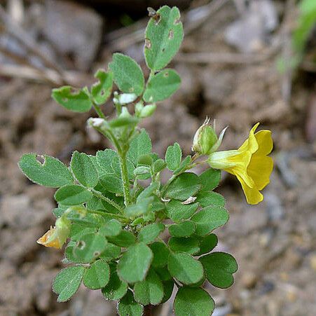 Oxalis frutescens Συνήθη χαρακτηριστικά