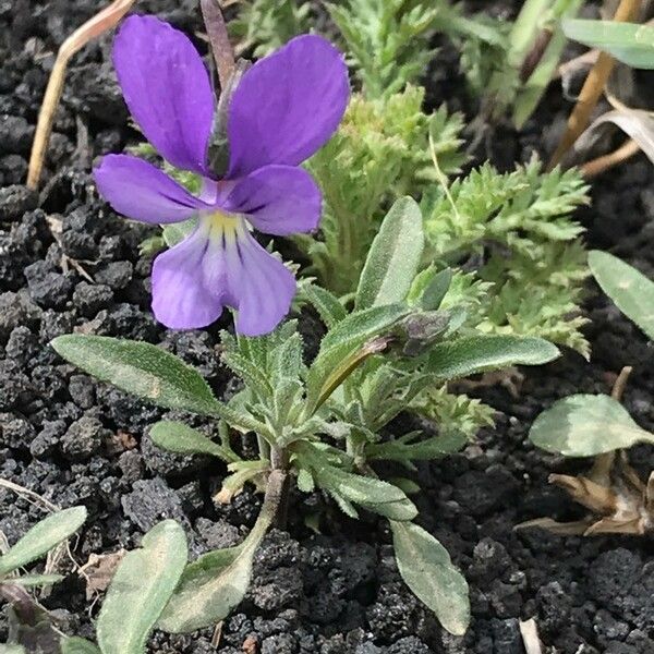 Viola aethnensis Кветка