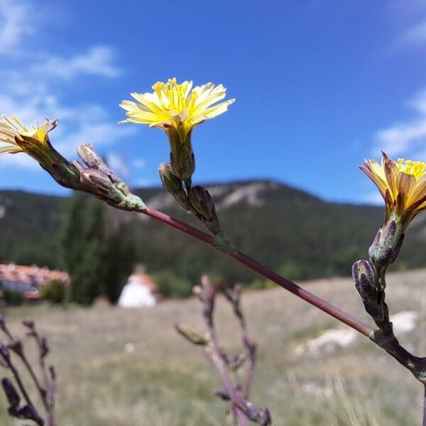 Lactuca virosa Žiedas