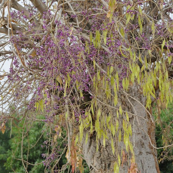 Philenoptera laxiflora Habitat