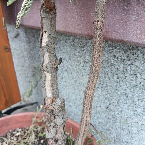 Acaciella angustissima Bark