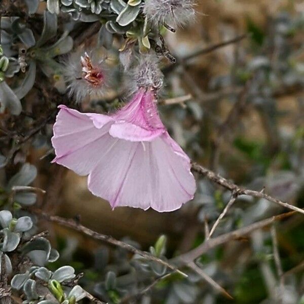 Convolvulus acanthocladus Flower