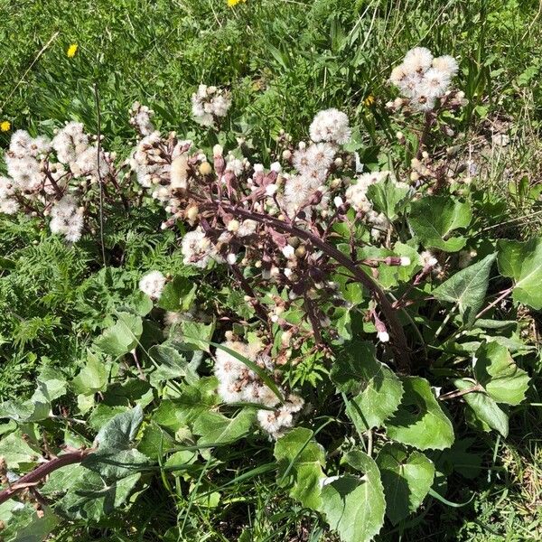 Petasites paradoxus Blomst