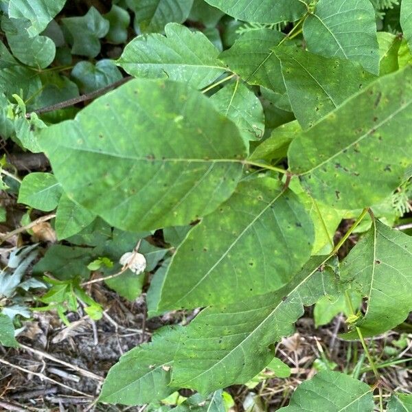 Toxicodendron radicans Folha