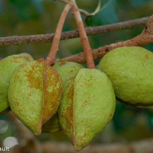 Heritiera littoralis Fruit