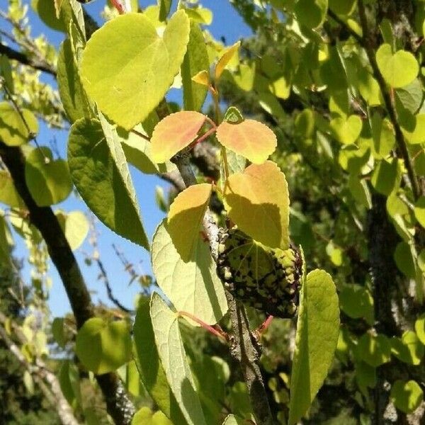 Cercidiphyllum japonicum Hoja