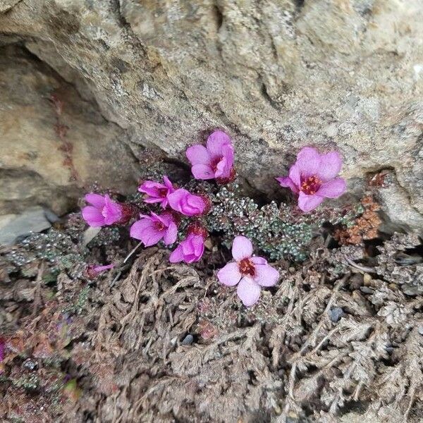 Saxifraga oppositifolia Flor